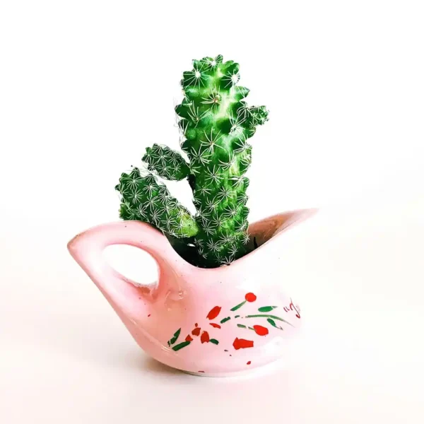 Indoor Table Cactus
