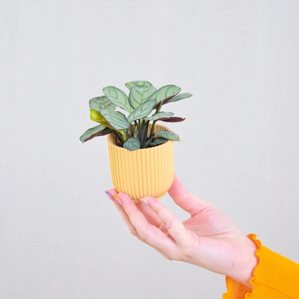 Herringbone Prayer Plant