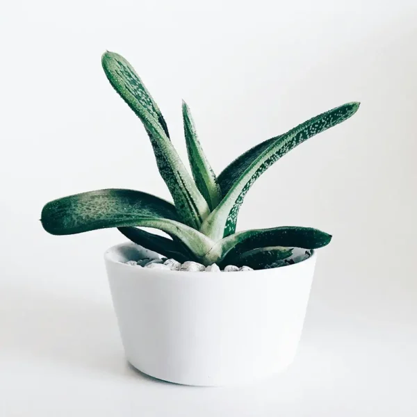 Flat-Leaf Gasteria