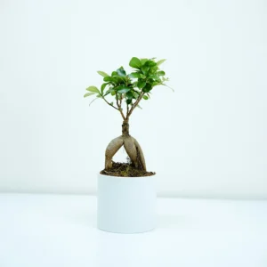 Ficus retusa Plant