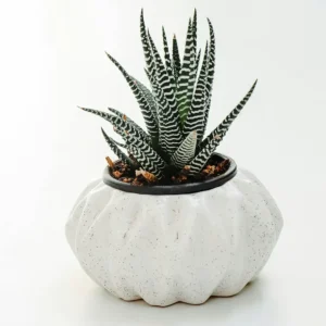Fasciated haworthia