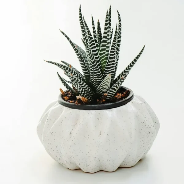 Fasciated haworthia
