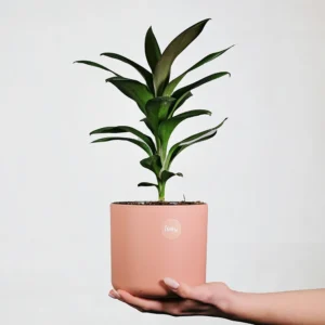 Dracaena Fragrans