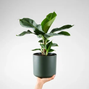 Cavendish banana Plant