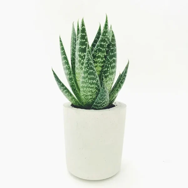 Aloe vera