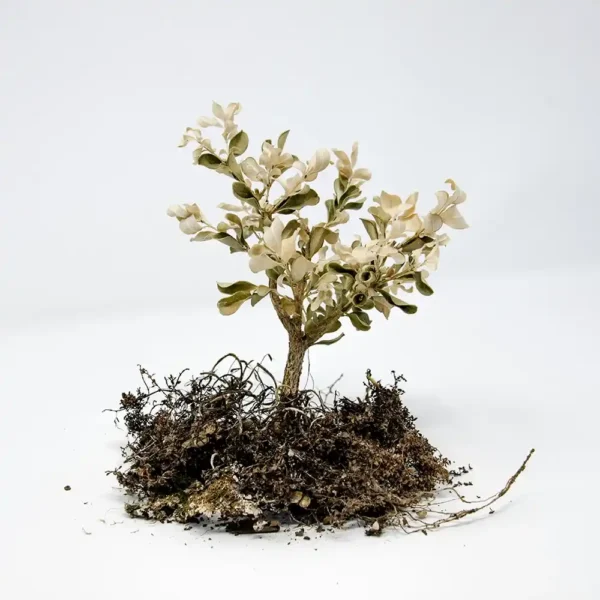 Olea Tree