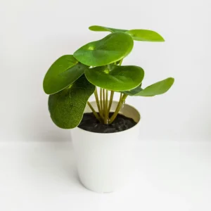 Money Plant
