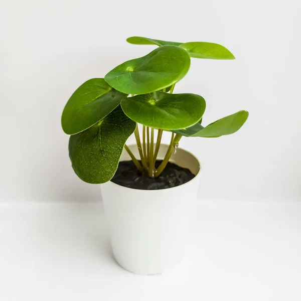 Money Plant