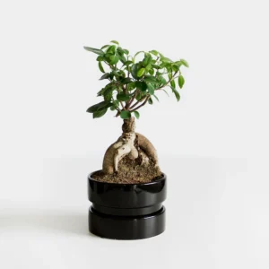 Mini Ficus retusa Plant