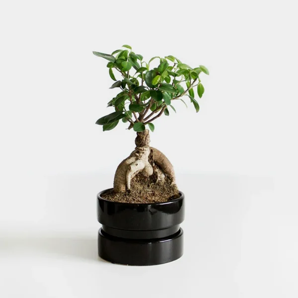Mini Ficus retusa Plant