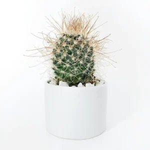 Mammillaria