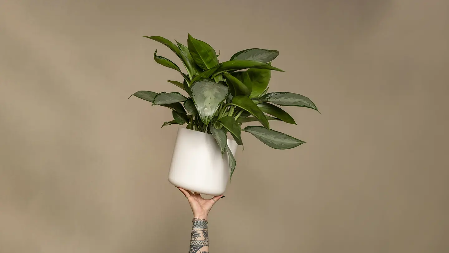 Freshen up your room with plants