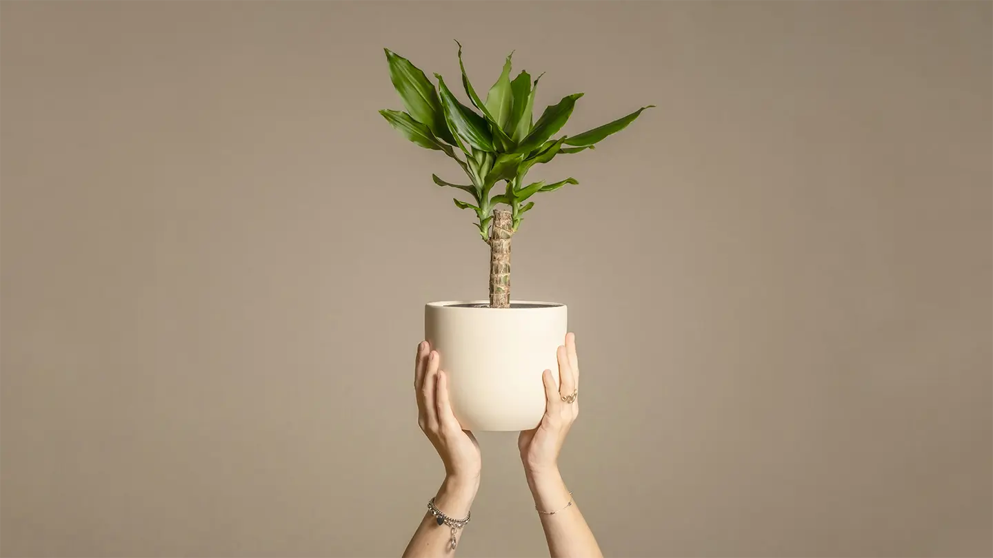 Low-Maintenance Indoor Plants for Busy People