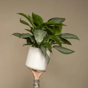 Aglaonema Plant