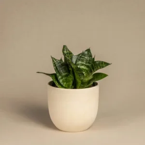 Snake Plant