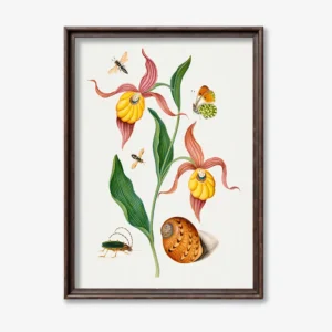 Botanical Illustration
