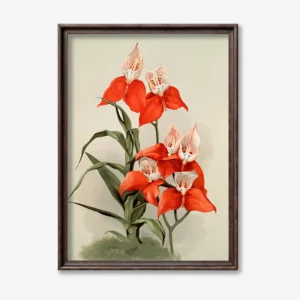 Red Gladiolus Flower