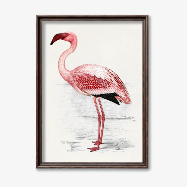 Pink Flamingo Illustration