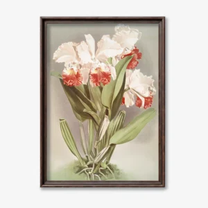 Orchid Flowers