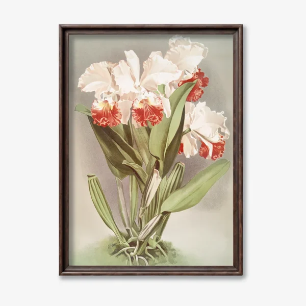 Orchid Flowers